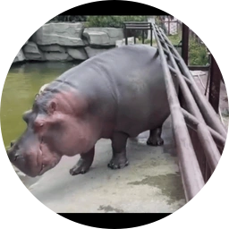 FART ATTACK HIPPO