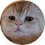 TaoCat