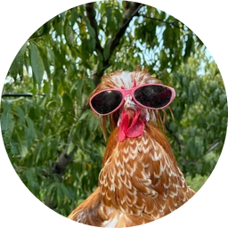 Gallo the hen