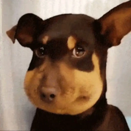 Bee Dog