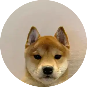 It's just a Dog