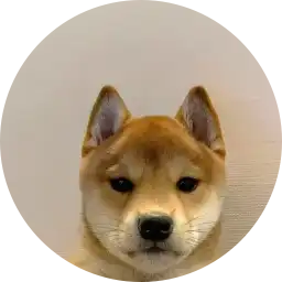 It's just a Dog