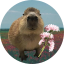 Capybara