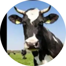 A free range grass fed runner