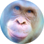 Blue Eyes White Ape