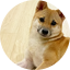 pochita
