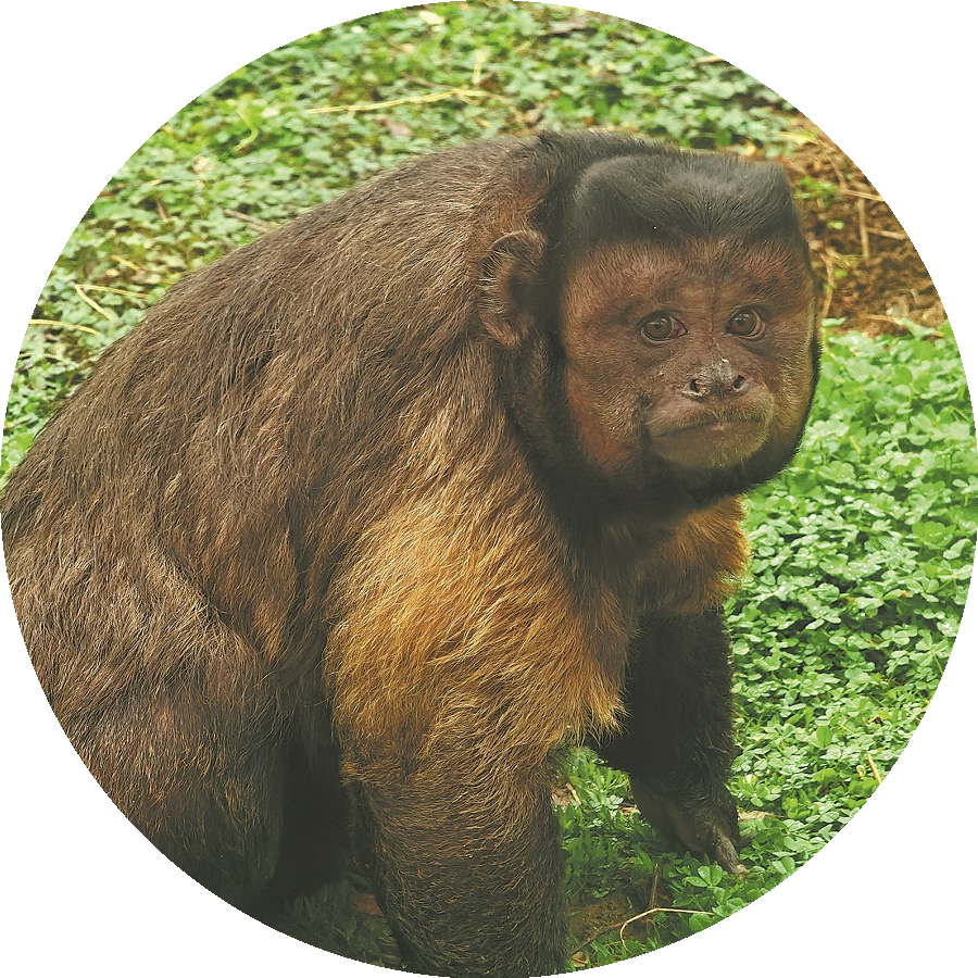 Viral Chinese Monkey