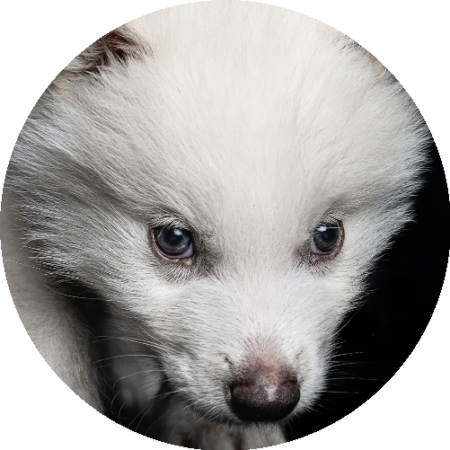 New Ancient DNA Cloned Wolf