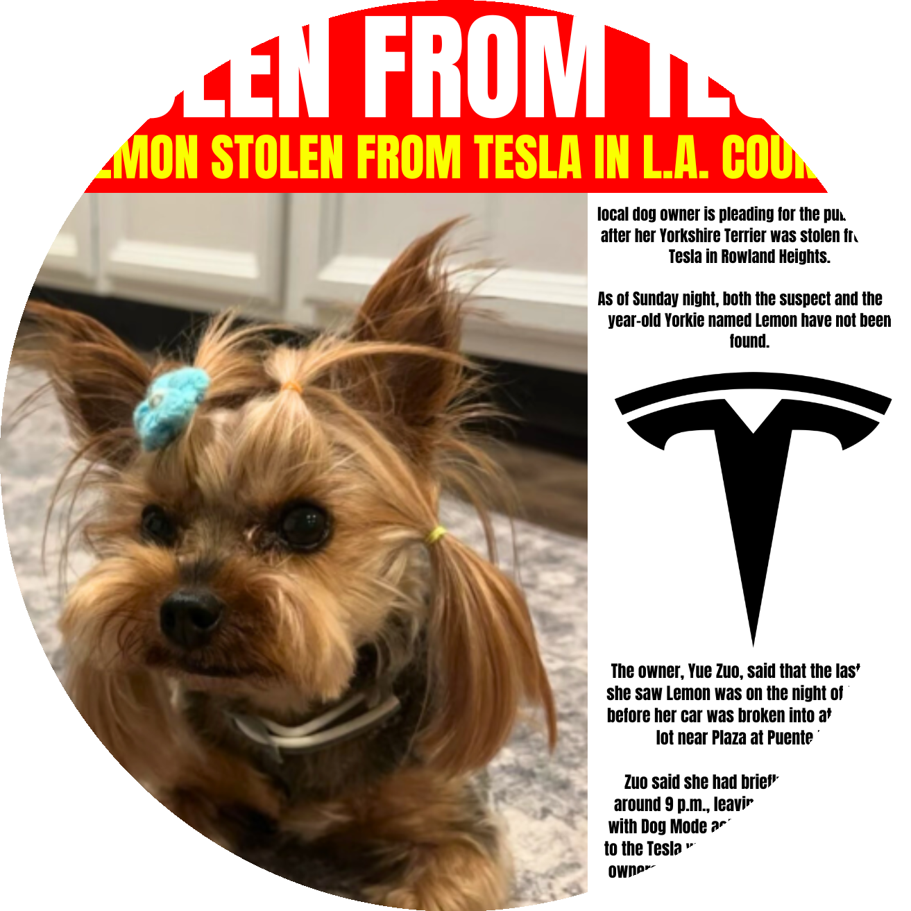 Dog Stolen From Tesla
