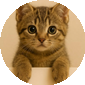 Neko The Cat