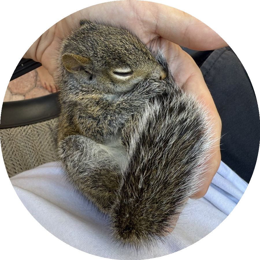 Blueberry The Squirrel