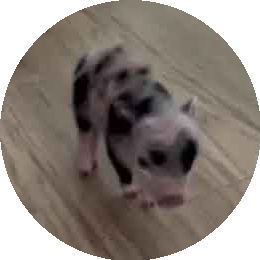 Petunia