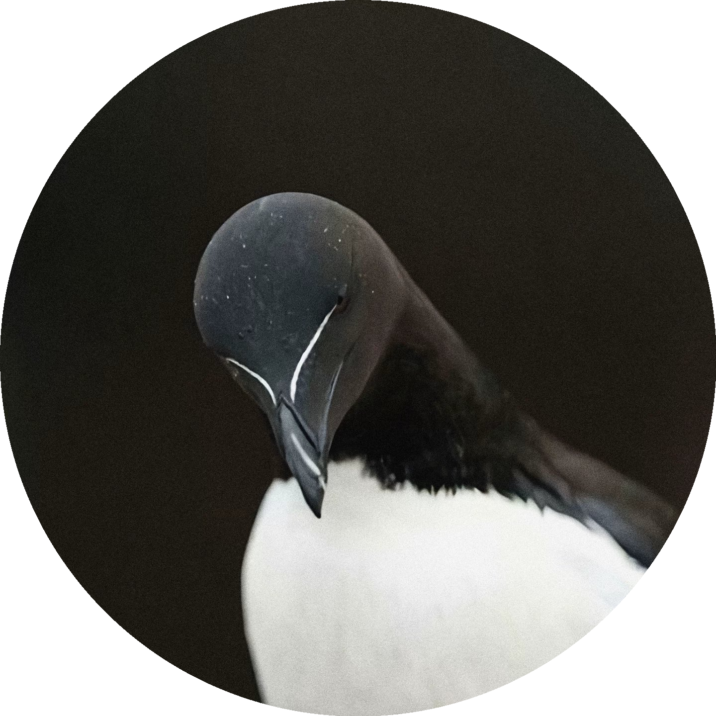 RAZORBILL