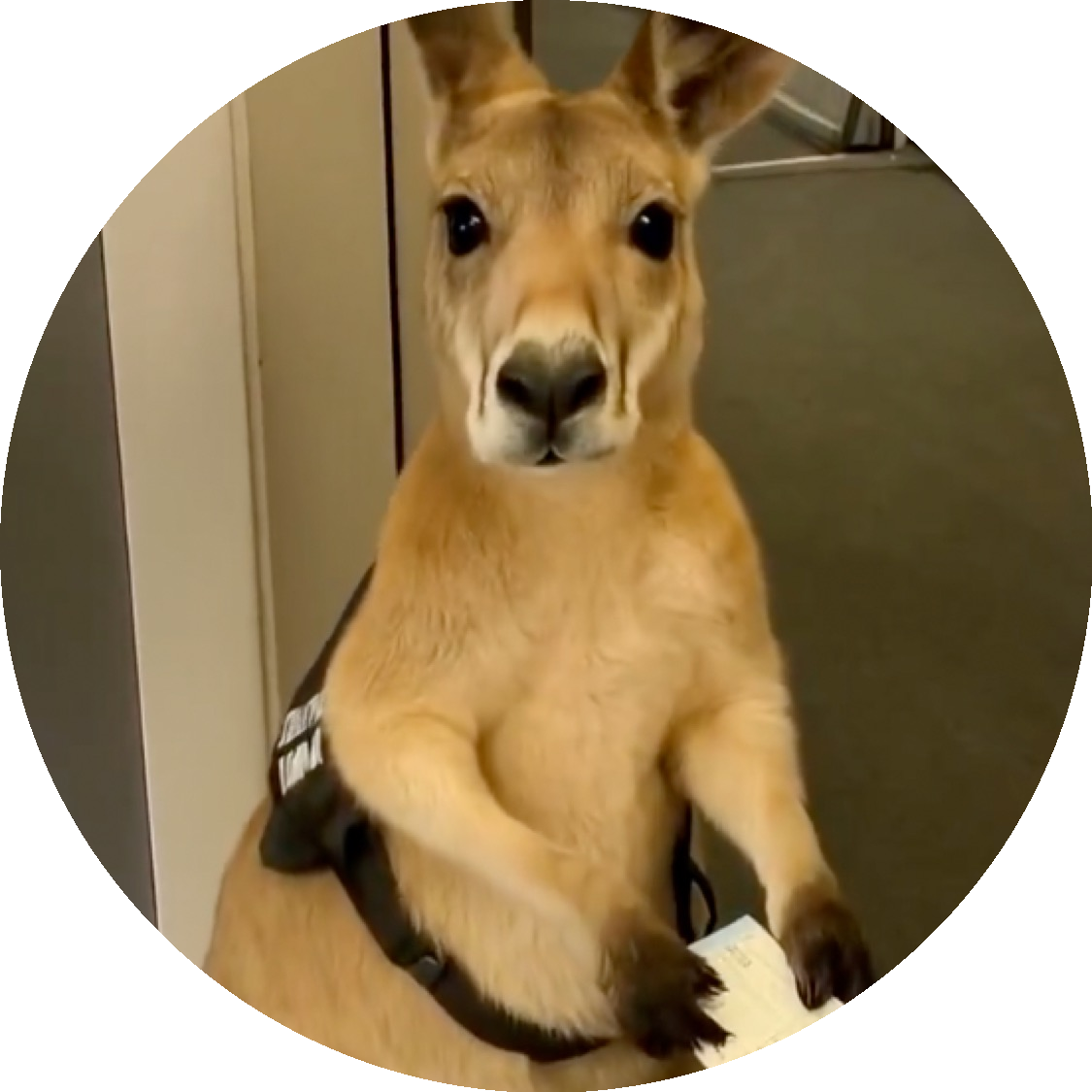 Passenger kangaroo